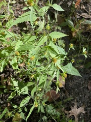 Bidens frondosa