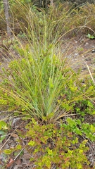 Xerophyllum tenax