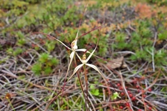Caladenia dimidia