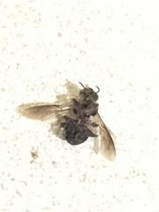 Apis dorsata