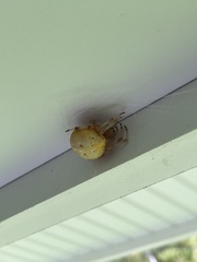 Araniella displicata
