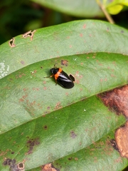Phymatostetha deschampsi