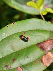 Phymatostetha deschampsi