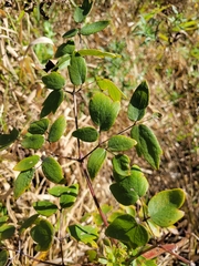 Thalictrum dasycarpum