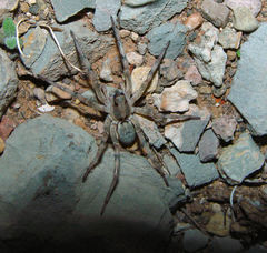 Geolycosa