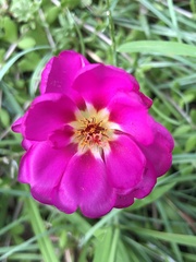 Portulaca grandiflora