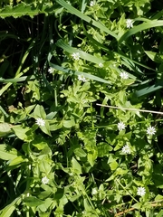 Stellaria aquatica