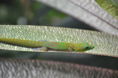 Phelsuma laticauda