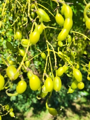 Styphnolobium japonicum