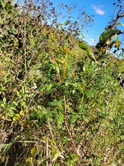 Thalictrum dasycarpum