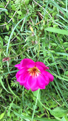 Portulaca grandiflora