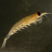 Camarones Krill - Photo (c) WoRMS for SMEBD, algunos derechos reservados (CC BY-NC-SA)