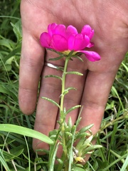 Portulaca grandiflora