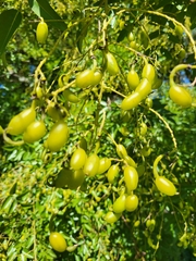 Styphnolobium japonicum