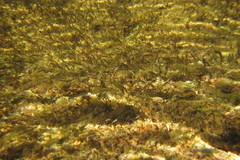 Cladopus queenslandicus
