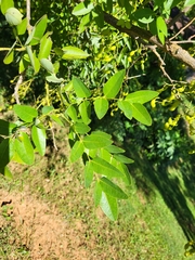 Styphnolobium japonicum