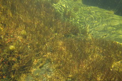 Cladopus queenslandicus