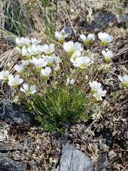 Cherleria arctica