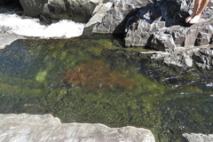 Cladopus queenslandicus