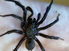 Antrodiaetus pacificus