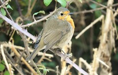 Erithacus rubecula rubecula