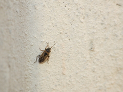 Xanthochilus quadratus