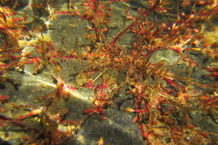 Cladopus queenslandicus