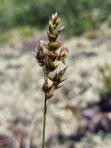 alpine sweetgrass (Anthoxanthum monticola ssp. monticola)
