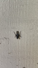 Hippoboscidae