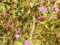 Dianthus seguieri