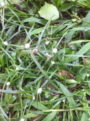 Cyperus mindorensis