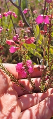 Erica axilliflora