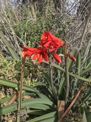 Zephyranthes phycelloides