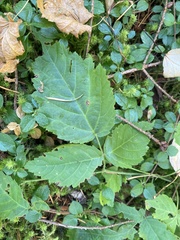 Aegopodium podagraria