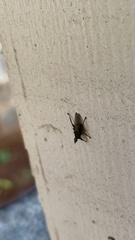 Hippoboscidae