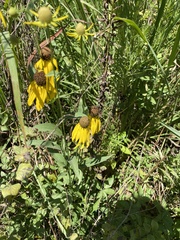 Rudbeckiinae