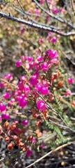 Erica axilliflora