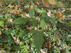 Aegopodium podagraria