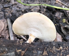 Microporellus obovatus