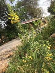 Lindenbergia philippensis