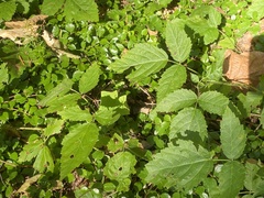Aegopodium podagraria