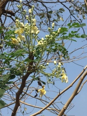 Magnoliopsida