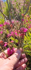 Erica axilliflora