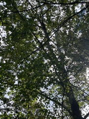 Platanus occidentalis