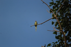 Psittacula eupatria