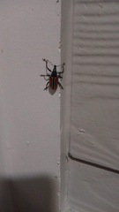 Diaprepes abbreviatus