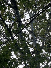 Platanus occidentalis