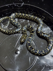 Lampropeltis nigra