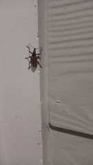 Diaprepes abbreviatus