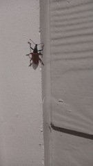 Diaprepes abbreviatus